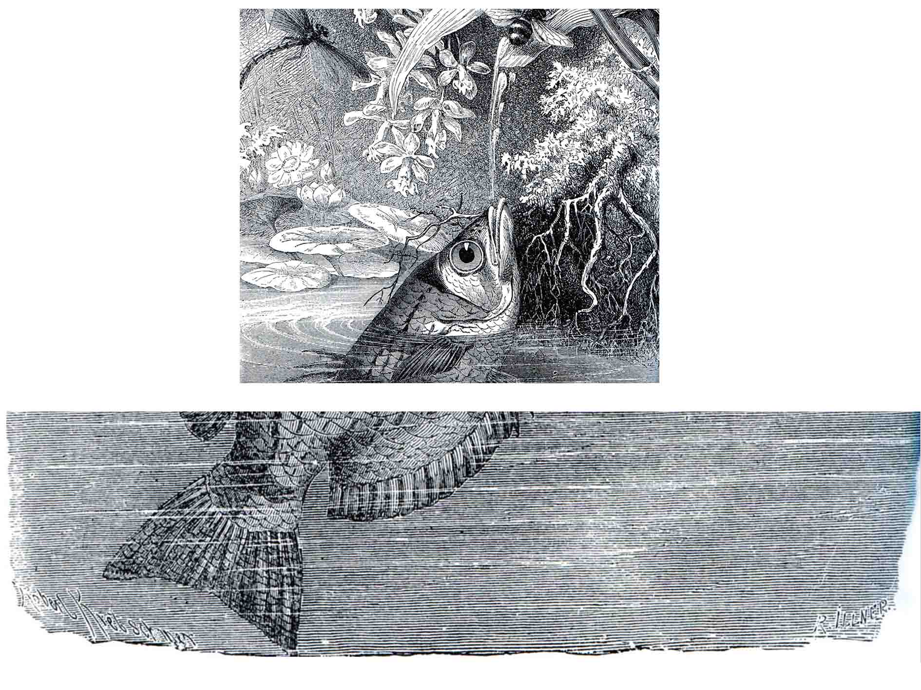 fig6.jpg